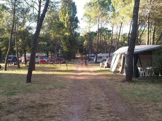 belvedere-pineta-camping